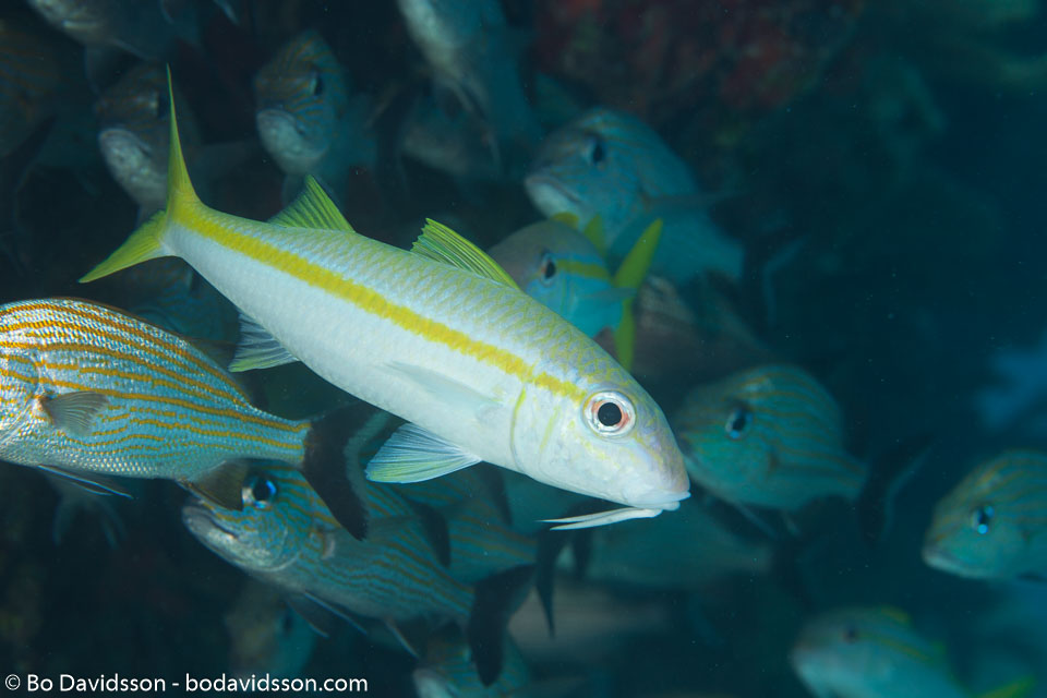 BD-101207-Playa-del-Carmen-2812-Mulloidichthys-martinicus-(Cuvier.-1829)-[Yellow-goatfish].jpg
